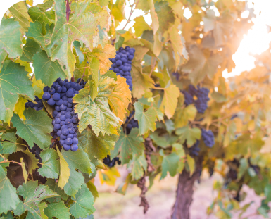 Ruta del Queso y el Vino