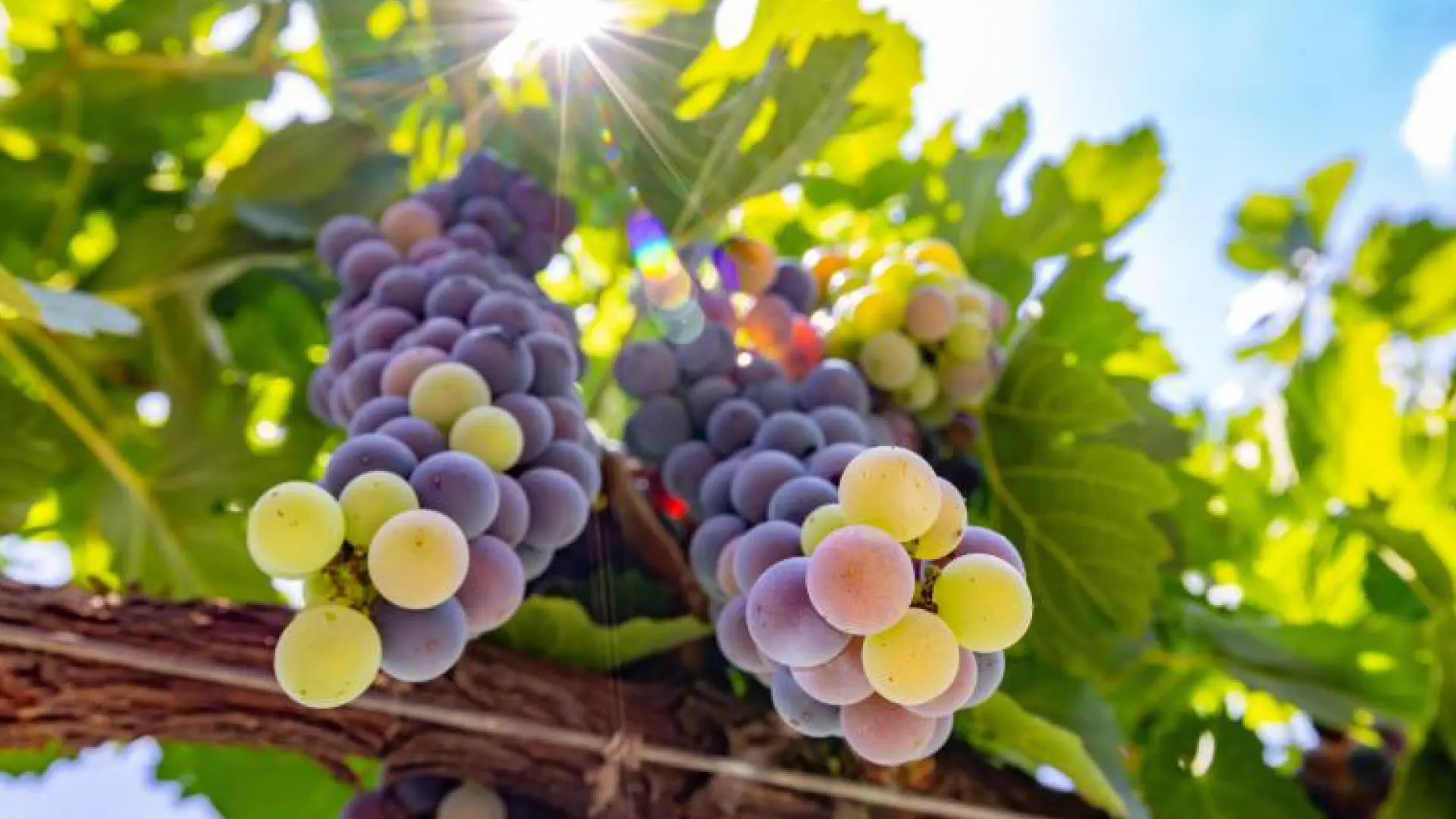 Experiencias en Viñedo